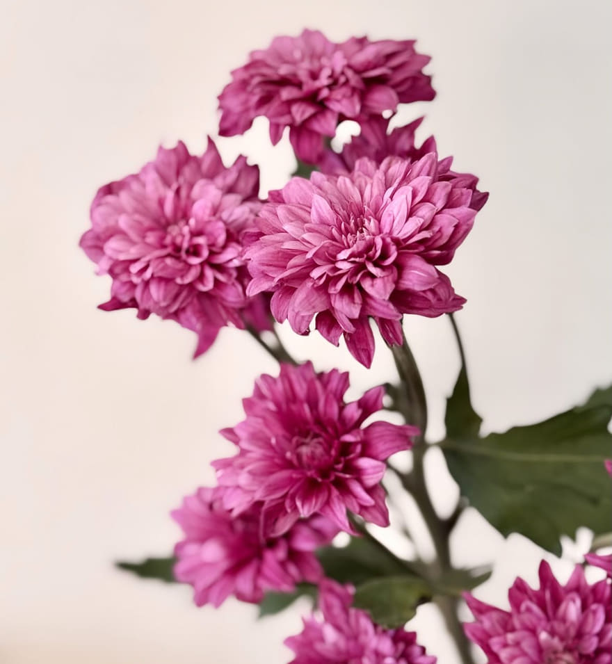 Deep magenta chrysanthemum blooms clustered on a single stem