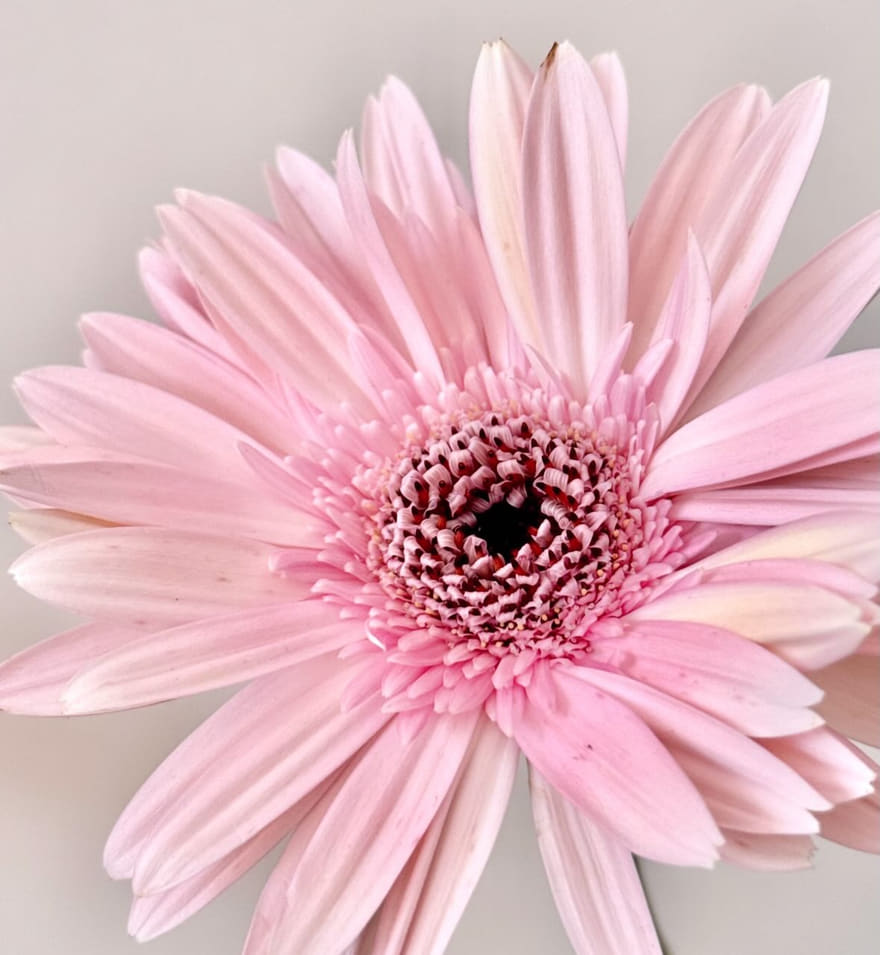 A pale pink gerbera daisy photographed against a warm grey wall