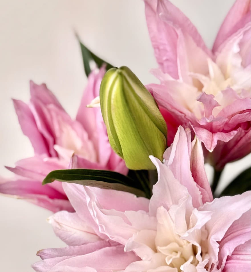 Pink double-petalled Roselily blooms with an unopened green bud
